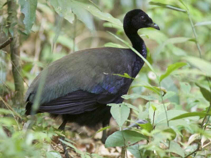 Dark-winged Trumpeter, Photos 4