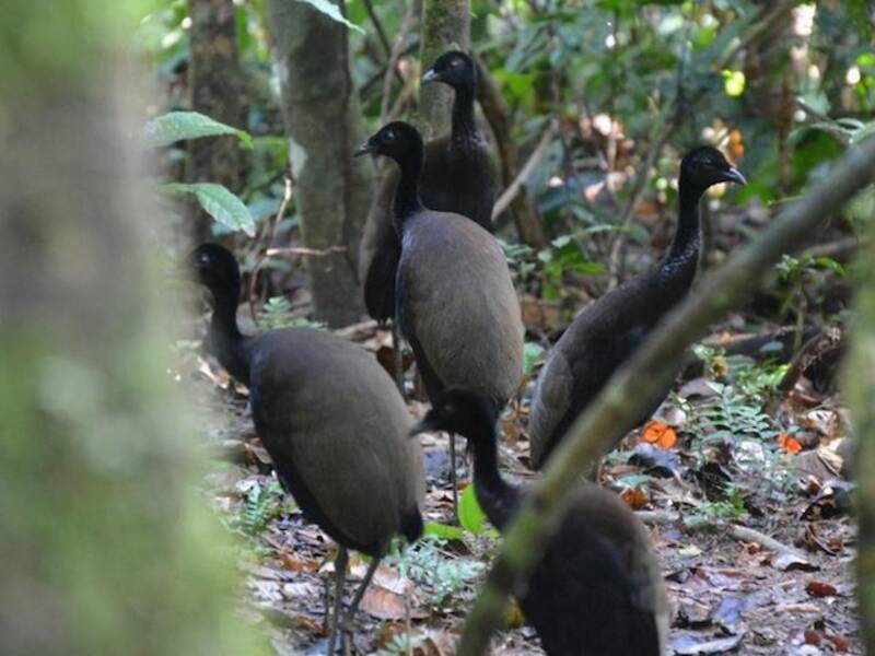 Dark-winged Trumpeter, Photos 3