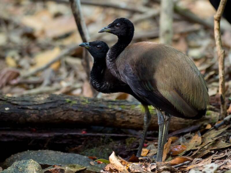 Dark-winged Trumpeter, Photos 2