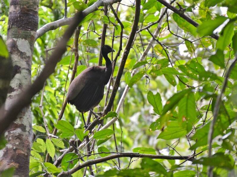 Agami à ailes grises