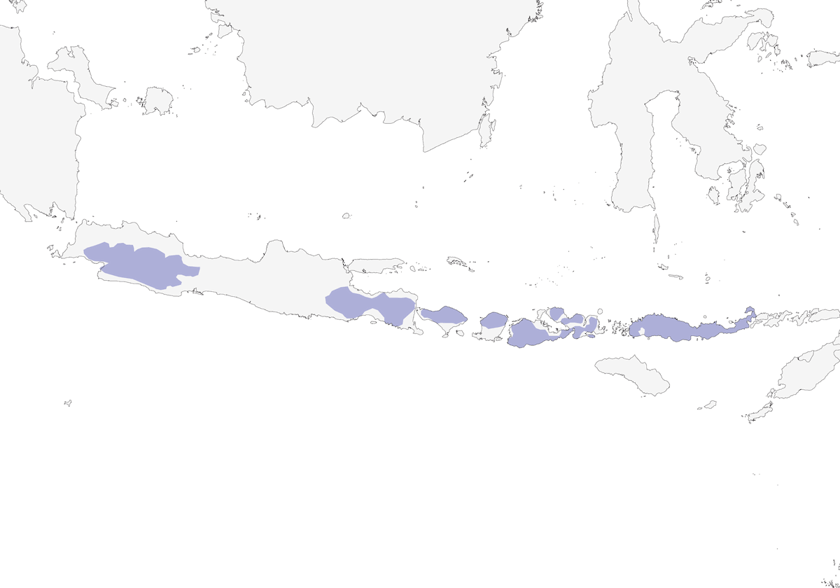 Piccione imperiale dal dorso scuro, Distribuzione 1