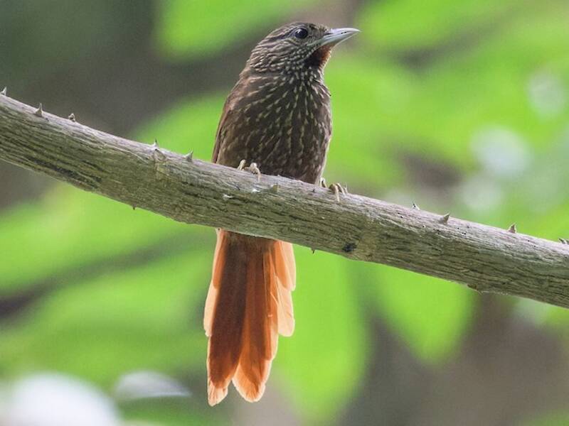 Codamolle di Delta Amacuro