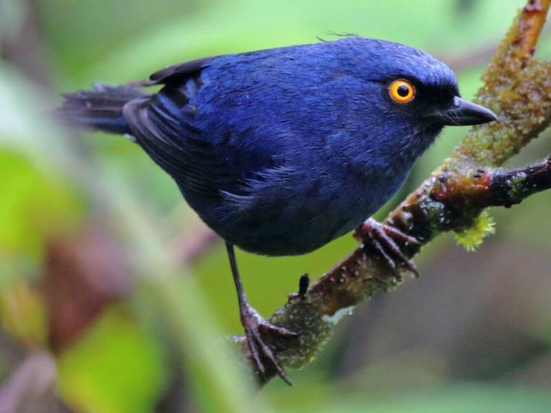Deep-blue Flowerpiercer