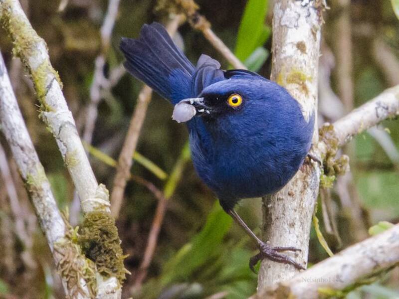 Deep-blue Flowerpiercer, Photos 2