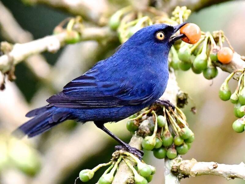 Deep-blue Flowerpiercer, Photos 3