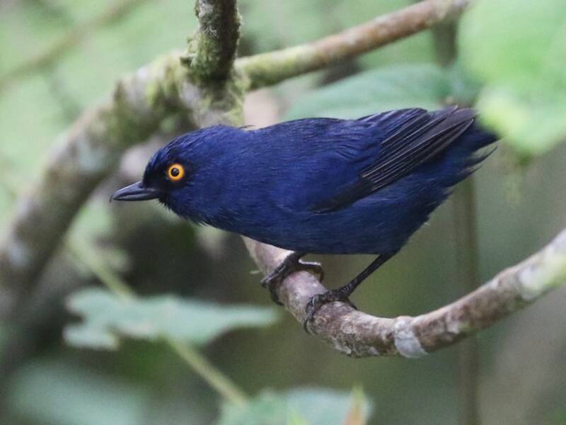 Deep-blue Flowerpiercer, Photos 4