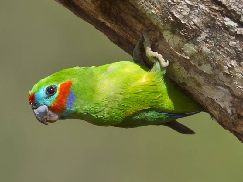 Double-eyed Fig-Parrot, 照片 2
