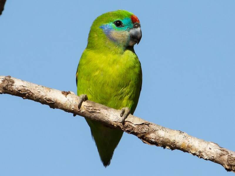 Double-eyed Fig-Parrot, 照片 4