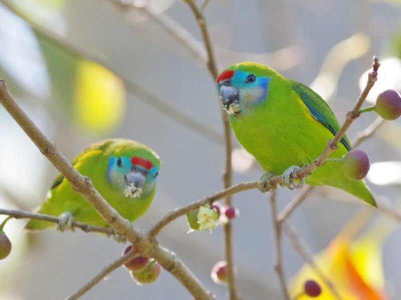 Double-eyed Fig-Parrot, 照片 3
