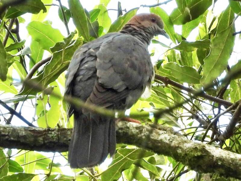 Eastern Bronze-naped Pigeon, Photos 4
