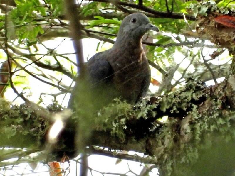 Eastern Bronze-naped Pigeon, Photos 3