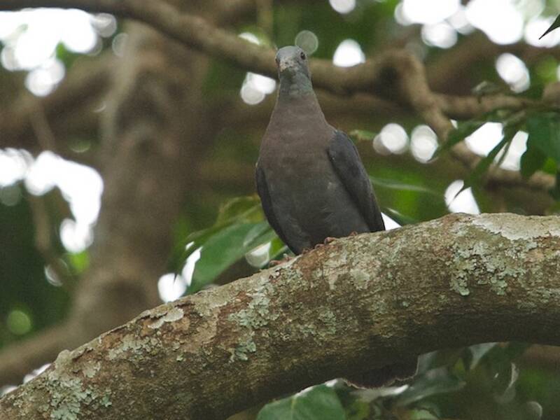 Eastern Bronze-naped Pigeon, Photos 2