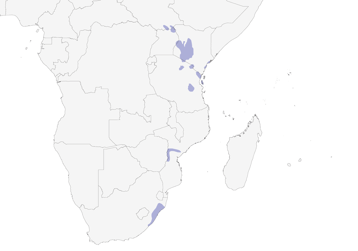 Eastern Bronze-naped Pigeon, Distribution 1