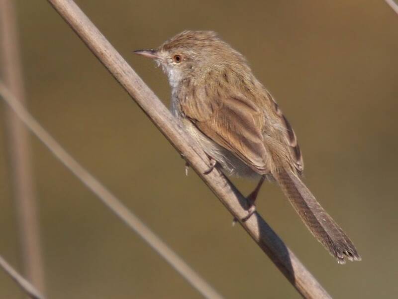 Delicate Prinia, 照片 4