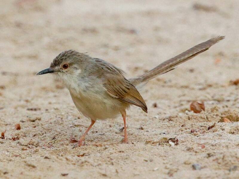Delicate Prinia, 照片 3