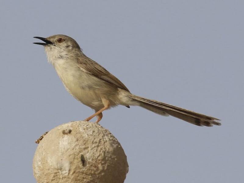 Delicate Prinia, 照片 2