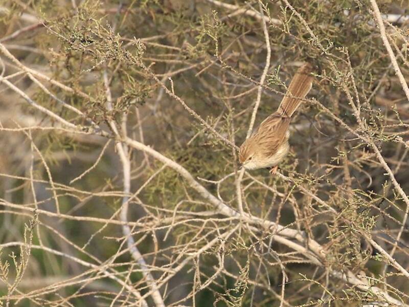 Delicate Prinia