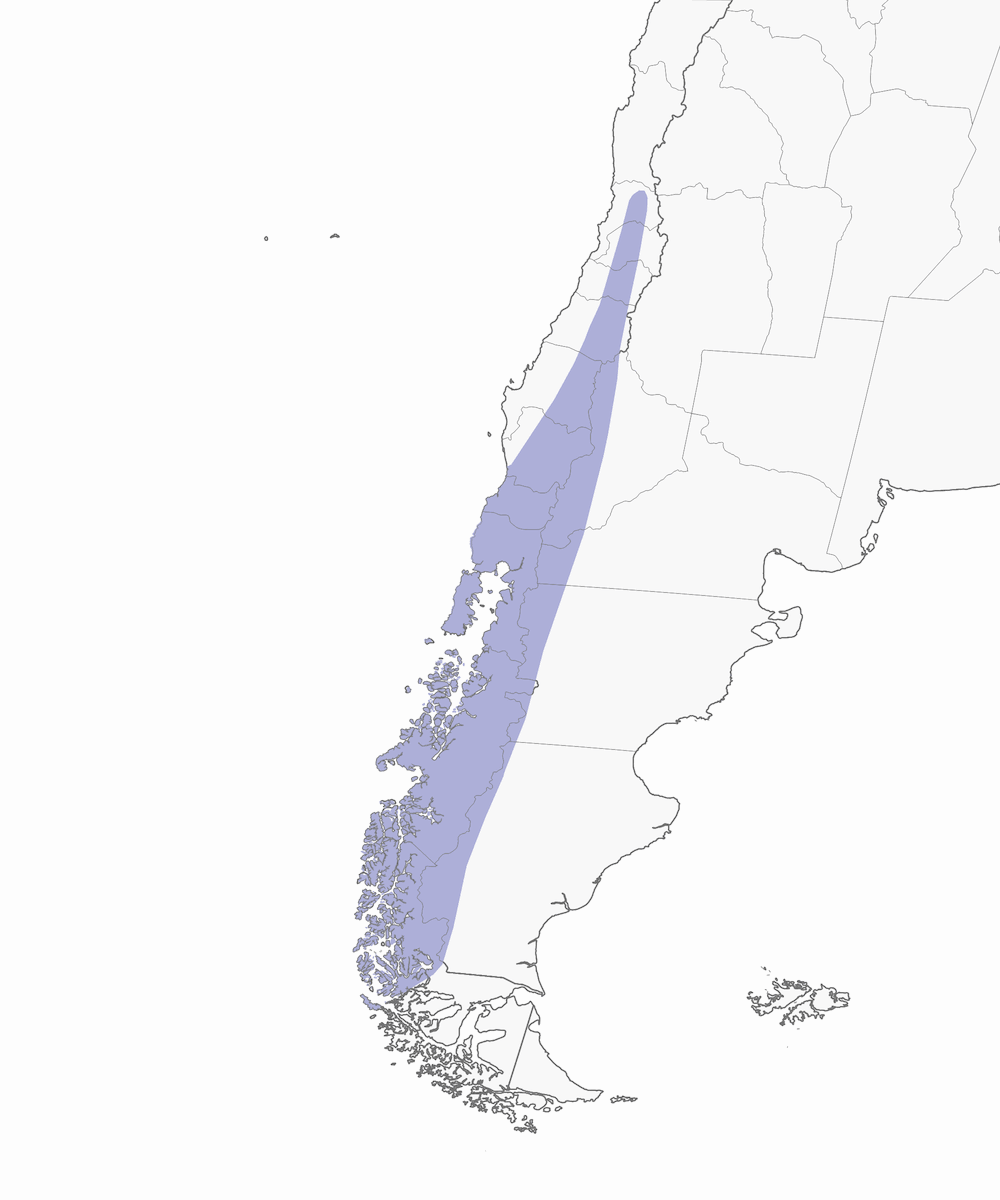 Colilargo de Des Murs, Distribución 1
