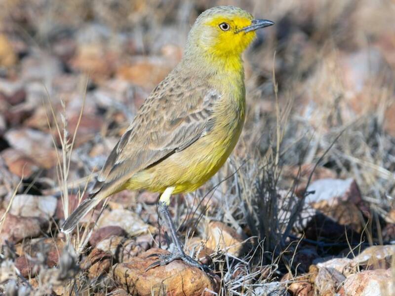 Gibberbird, Photos 4