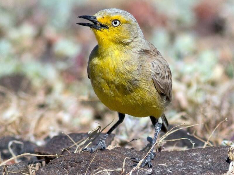 Gibberbird, Photos 3
