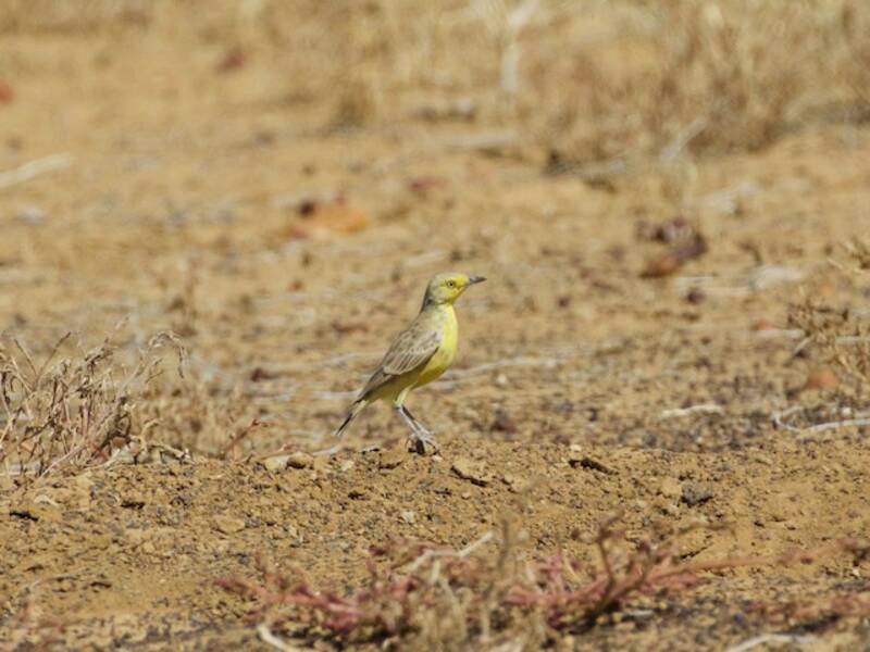 Gibberbird, Photos 2