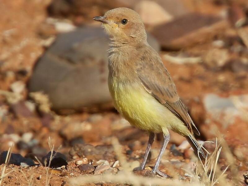 Gibberbird