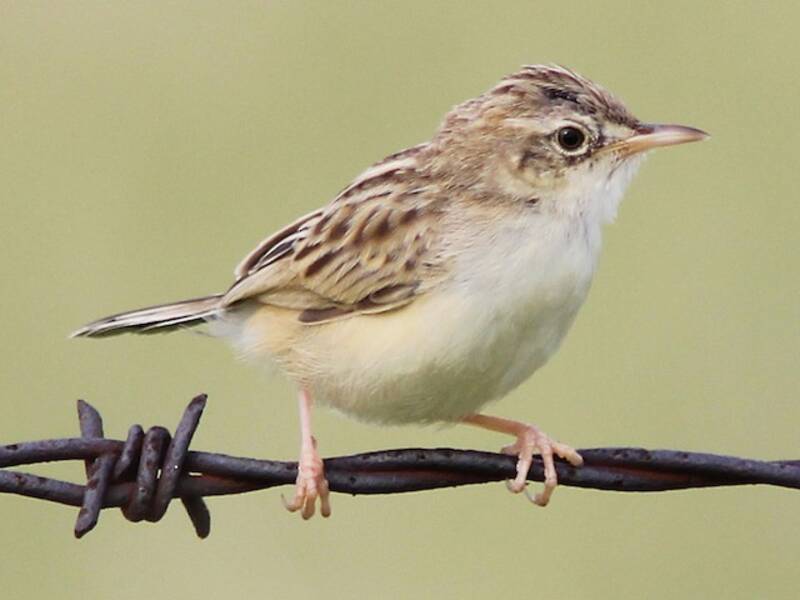 Cisticola del deserto, Foto 3