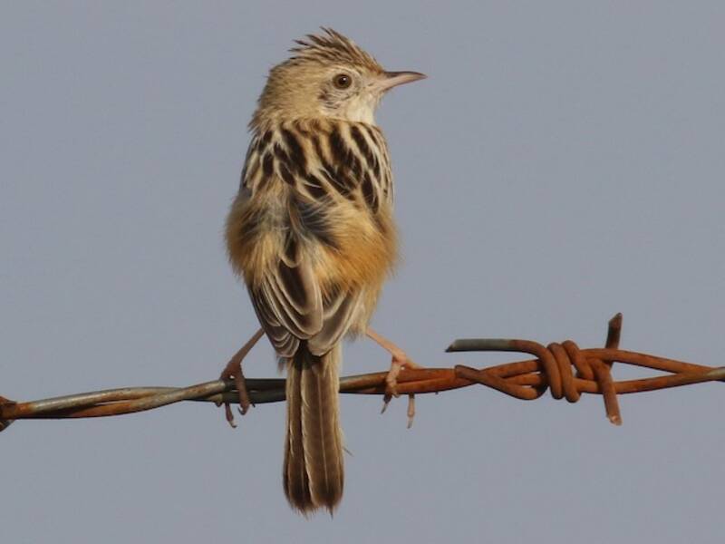Cisticola del deserto, Foto 4