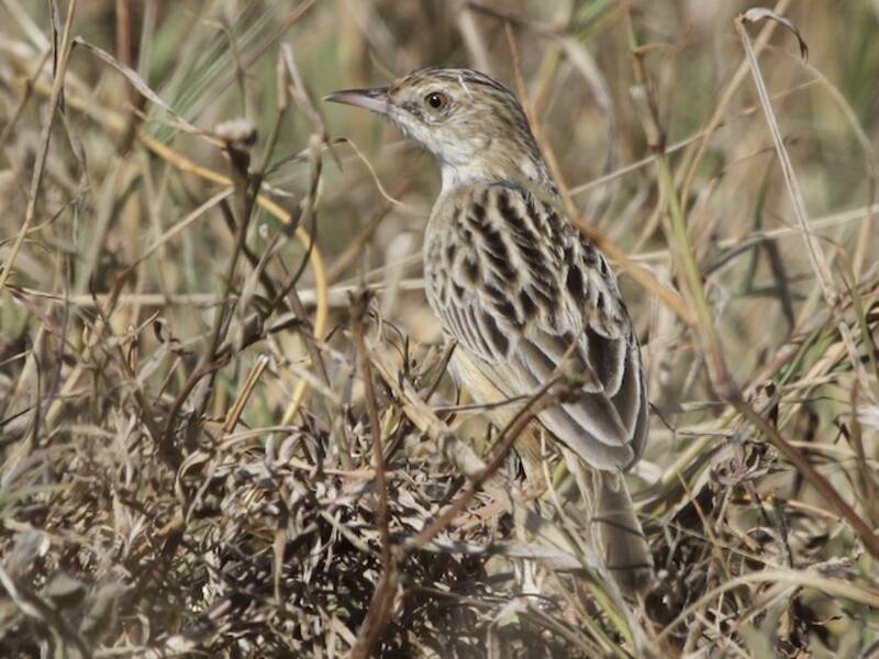 Cisticola del deserto