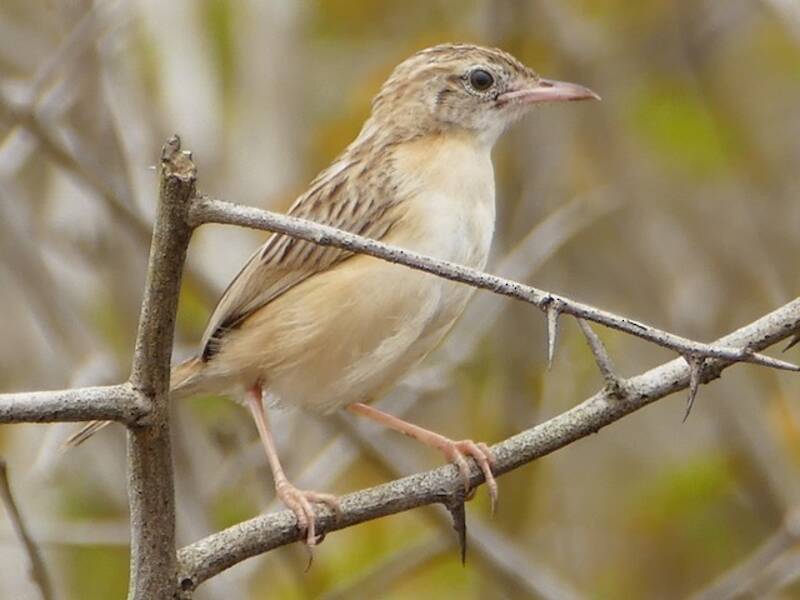 Cisticola del deserto, Foto 2