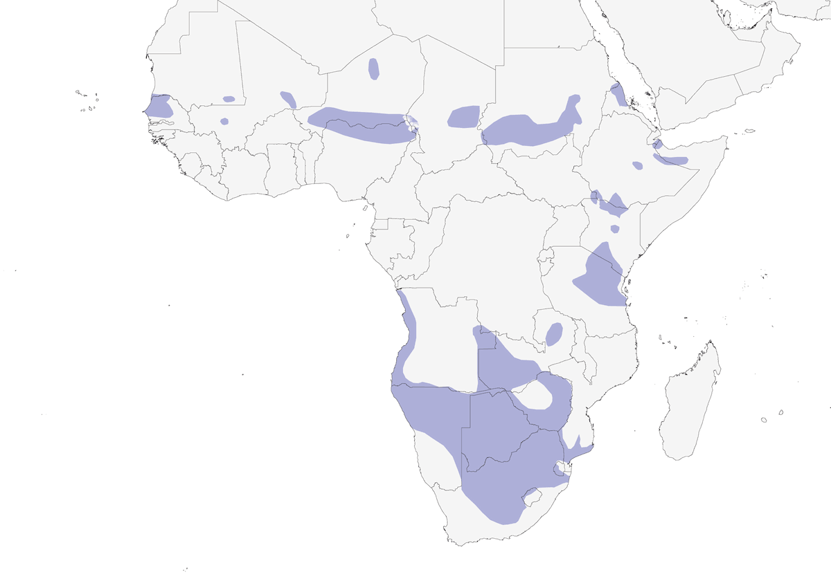 Cisticola del deserto, Distribuzione 1