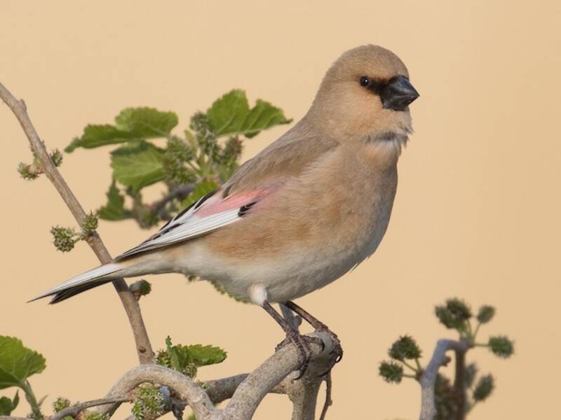 Camachuelo del desierto, Fotos 3