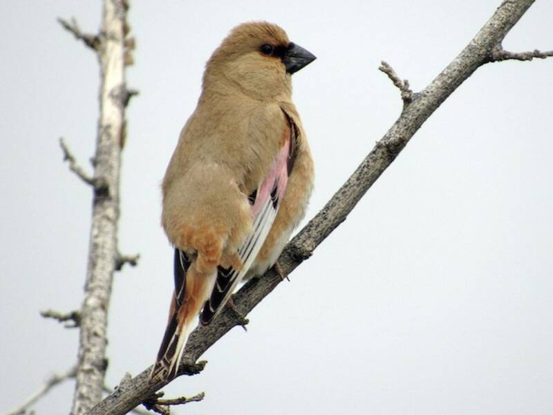 Camachuelo del desierto, Fotos 2