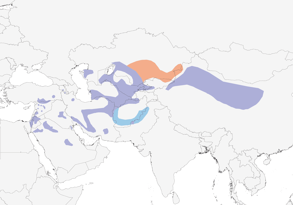 Camachuelo del desierto, Distribución 1