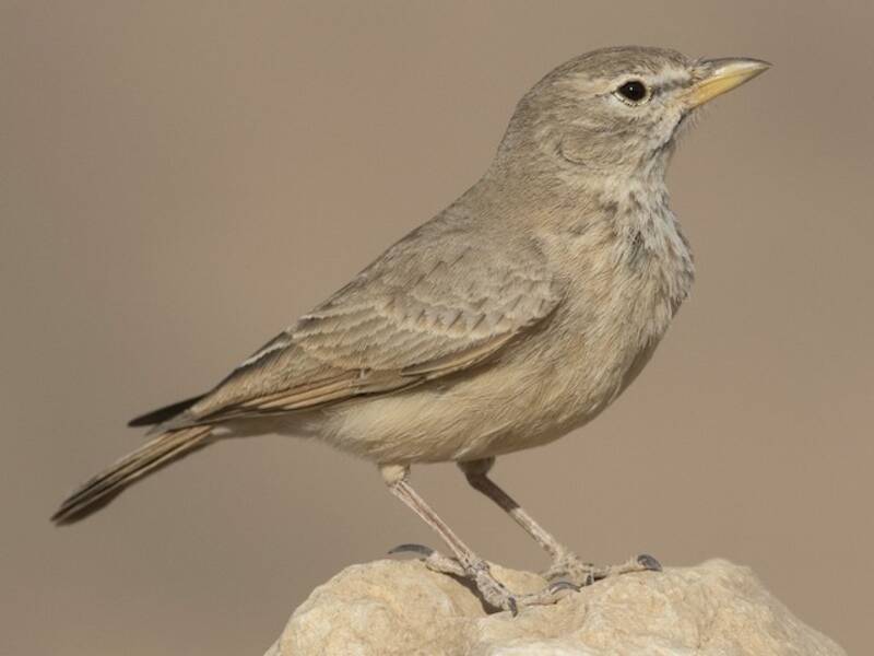 Allodola del deserto, Foto 3