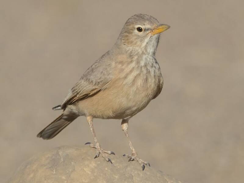 Allodola del deserto