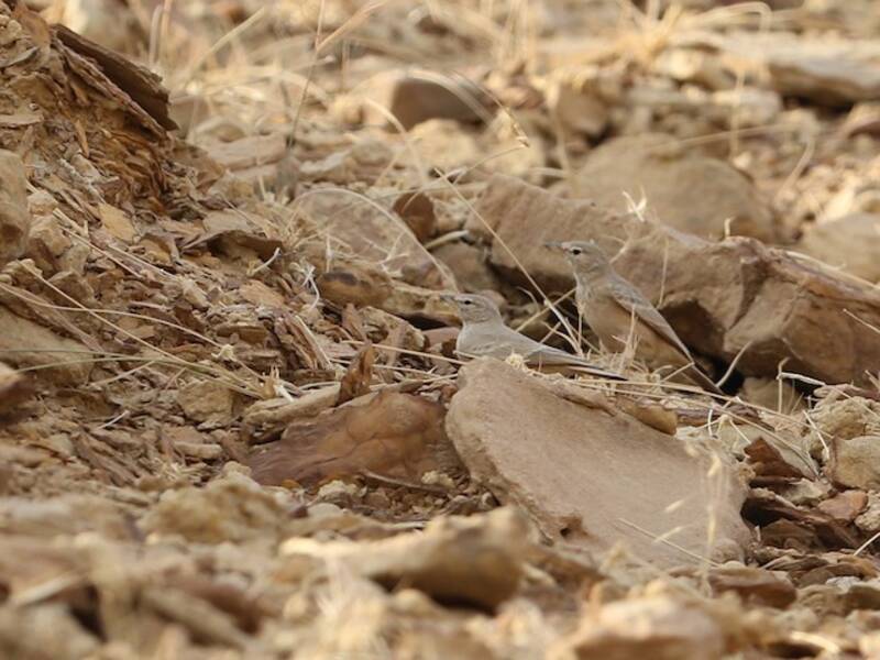 Allodola del deserto, Foto 4