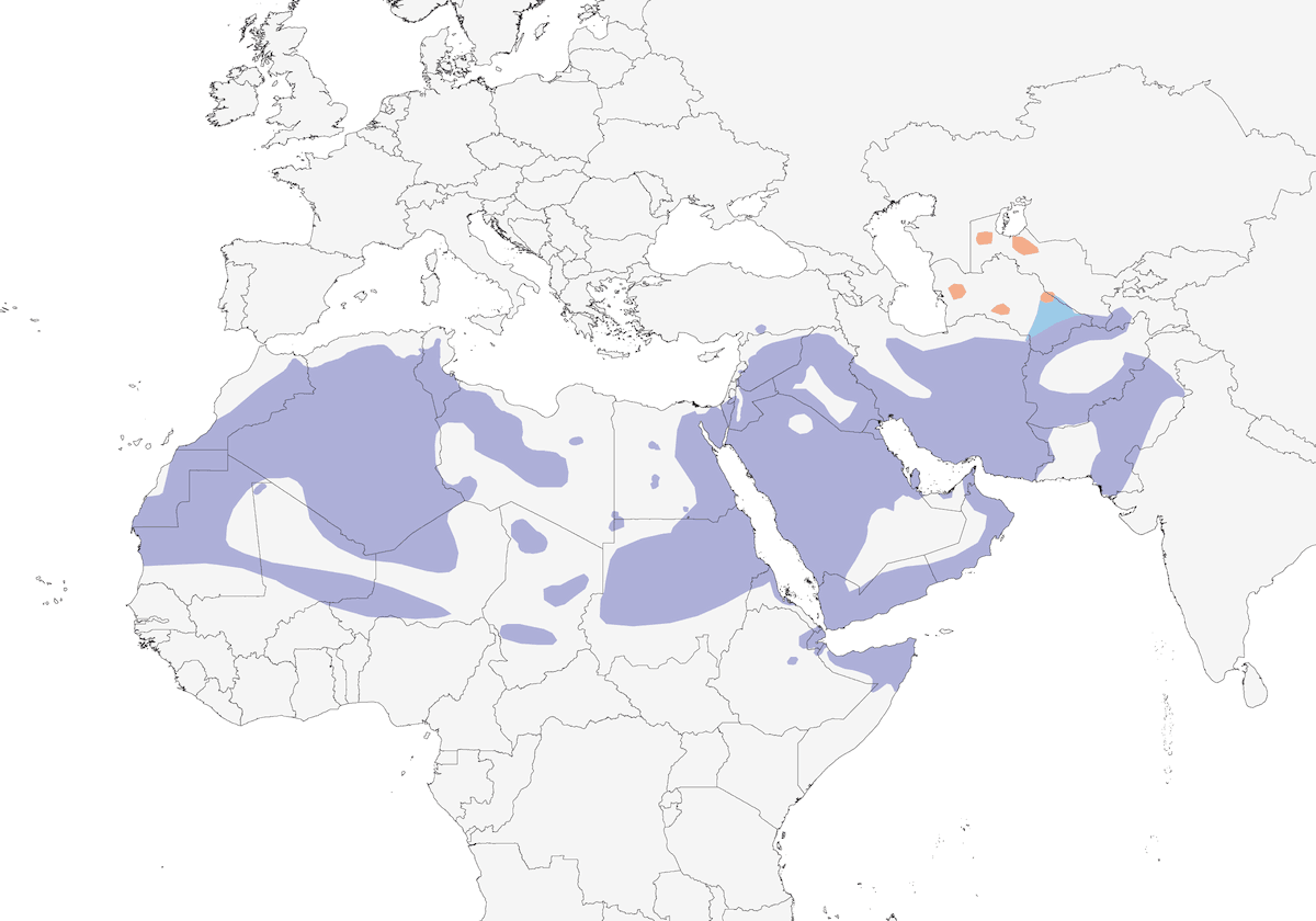 Allodola del deserto, Distribuzione 1