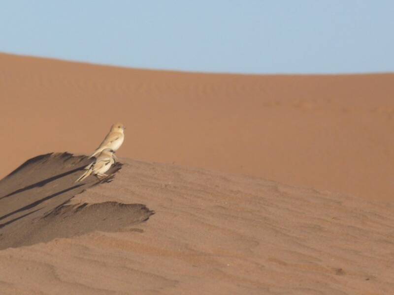 Desert Sparrow