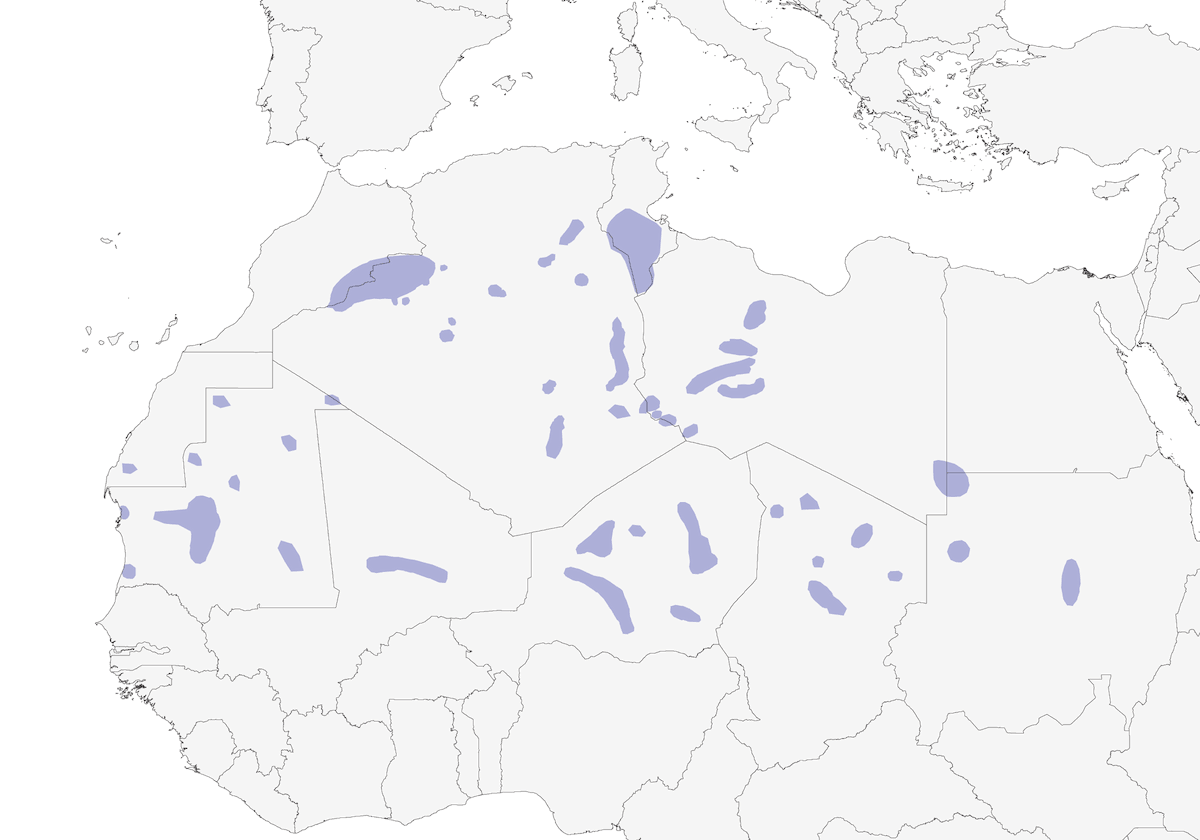Moineau du désert, Distribution 1