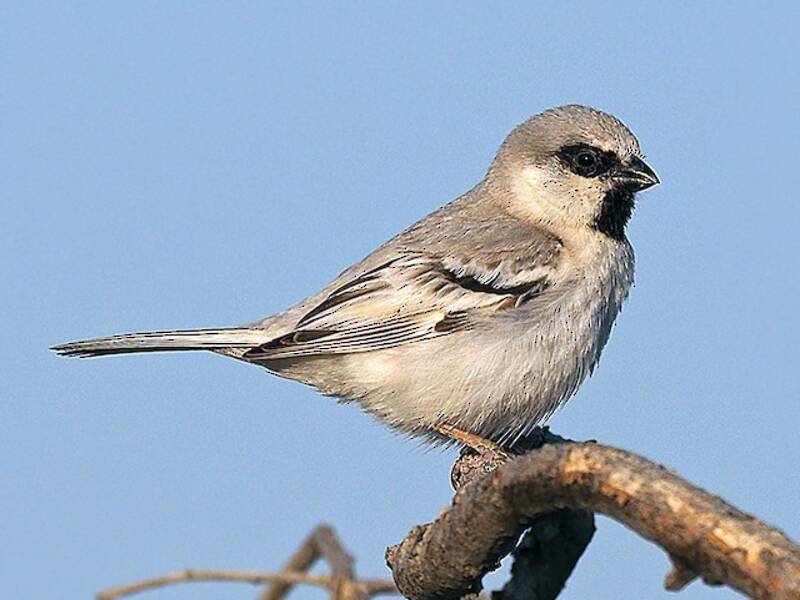 Zarudny's Sparrow