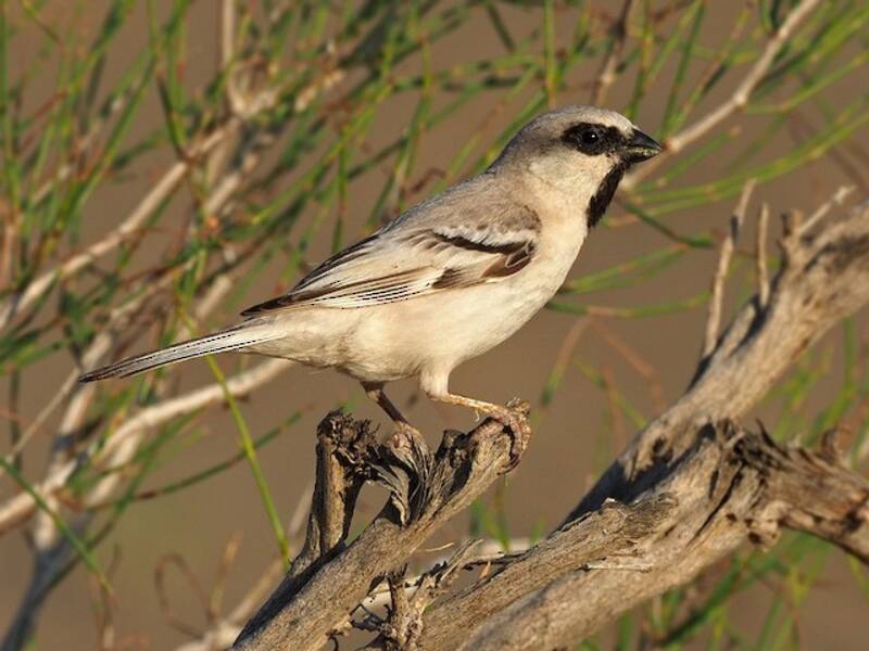 Zarudny's Sparrow, Photos 2