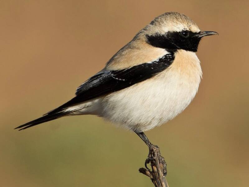 Desert Wheatear (Oenanthe deserti)