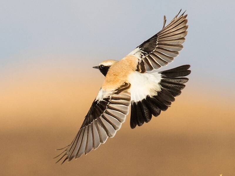 Desert Wheatear, Photos 2
