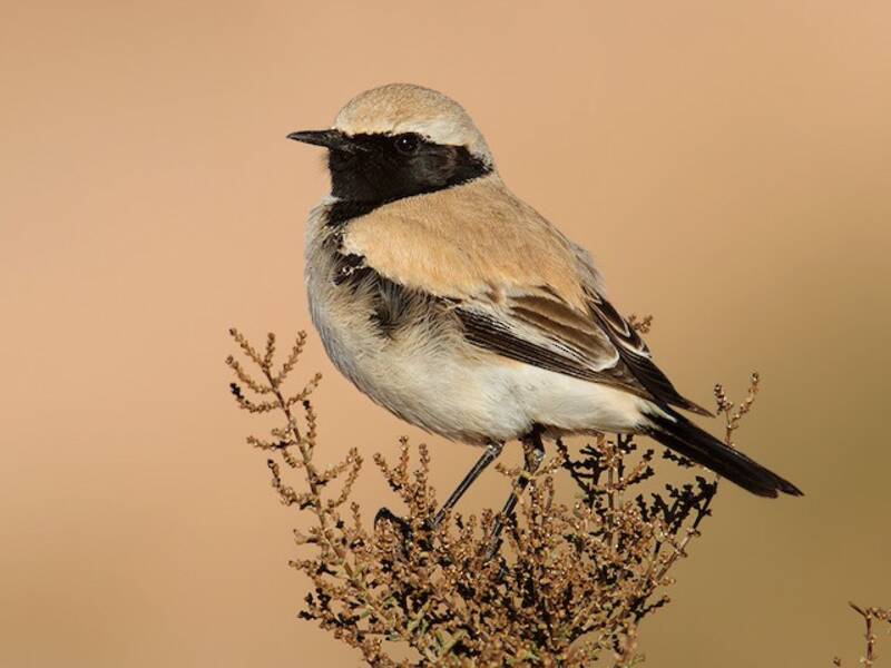 Desert Wheatear, Photos 4