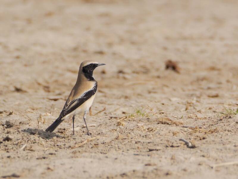 Desert Wheatear, Photos 3