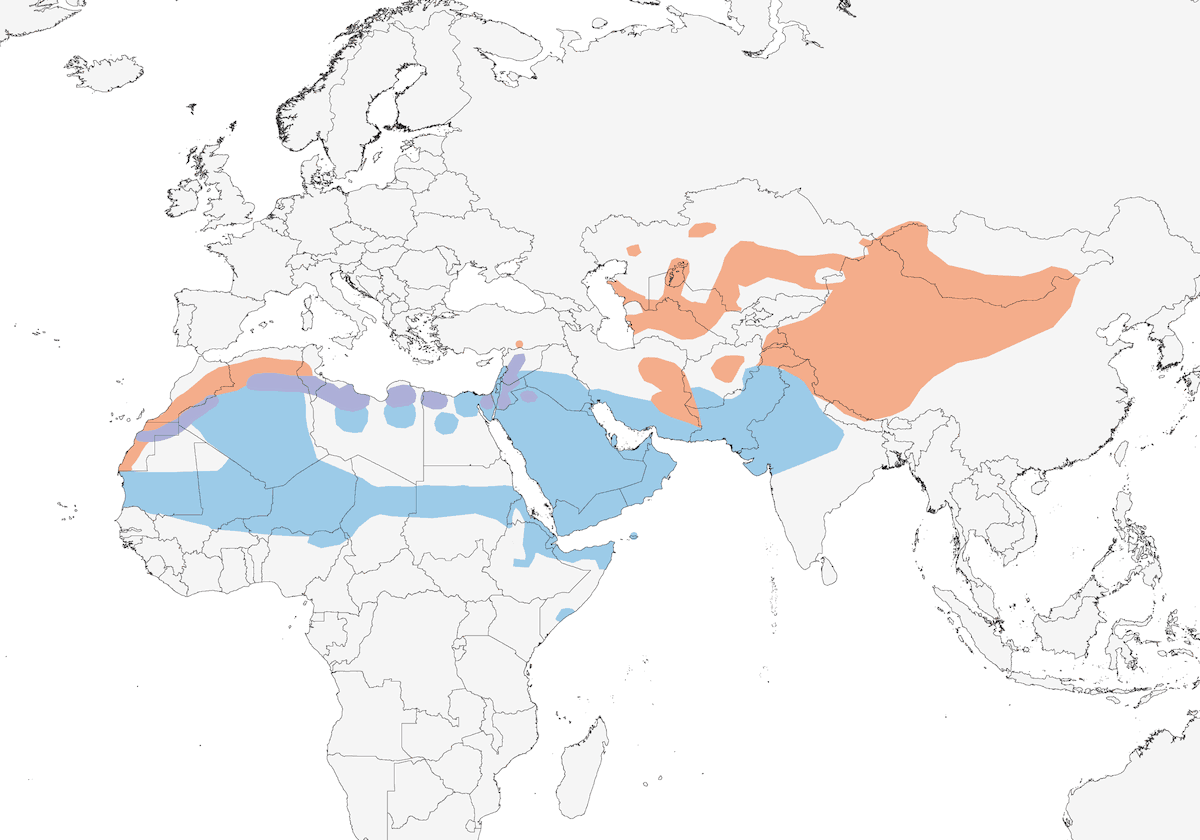 Desert Wheatear, Distribution 1