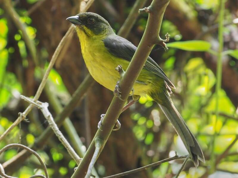 Dusky-headed Brushfinch, 照片 3