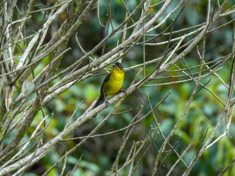 Dusky-headed Brushfinch, 照片 4