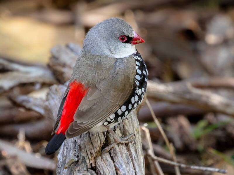 Diamant à queue rouge, Photos 4